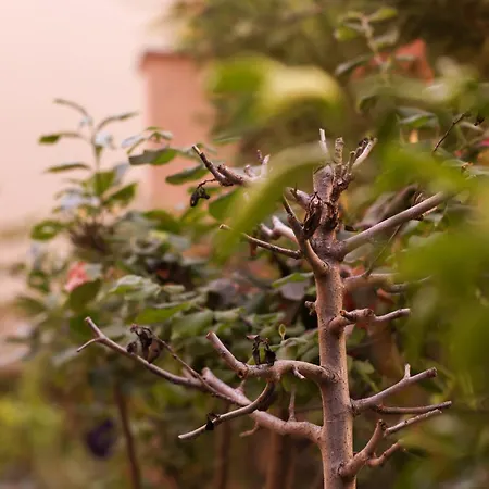 Flagnest - Vintage Comfort Tirana