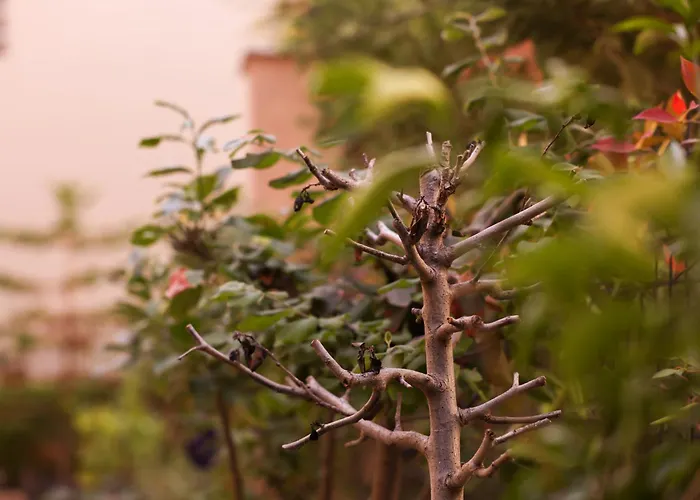 Flagnest - Vintage Comfort Tiran